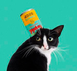 comida-humeda-para-gatos